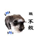 My Schnauzer（個別スタンプ：30）