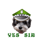 My Schnauzer（個別スタンプ：31）