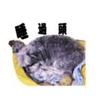 My Schnauzer（個別スタンプ：32）