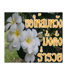 Plumeria of happiness（個別スタンプ：11）