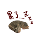 CC daily life（個別スタンプ：1）