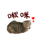 CC daily life（個別スタンプ：2）