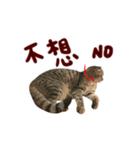 CC daily life（個別スタンプ：3）