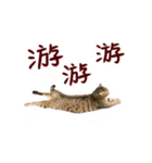CC daily life（個別スタンプ：6）
