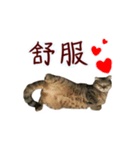 CC daily life（個別スタンプ：7）