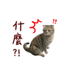 CC daily life（個別スタンプ：8）