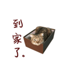 CC daily life（個別スタンプ：9）