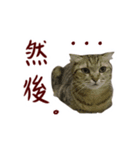 CC daily life（個別スタンプ：10）