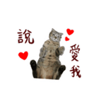 CC daily life（個別スタンプ：11）