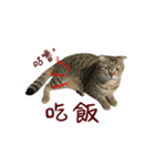 CC daily life（個別スタンプ：13）