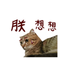 CC daily life（個別スタンプ：14）