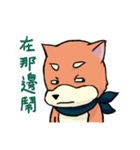 shiba inu wearing a scarf（個別スタンプ：18）