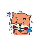 shiba inu wearing a scarf（個別スタンプ：23）
