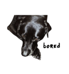P. Black Labrador2（個別スタンプ：2）