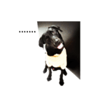 P. Black Labrador2（個別スタンプ：3）