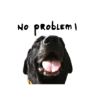 P. Black Labrador2（個別スタンプ：7）