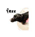 P. Black Labrador2（個別スタンプ：8）