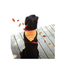 P. Black Labrador2（個別スタンプ：9）