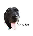 P. Black Labrador2（個別スタンプ：10）