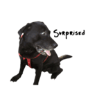 P. Black Labrador2（個別スタンプ：11）