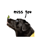 P. Black Labrador2（個別スタンプ：12）