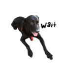 P. Black Labrador2（個別スタンプ：13）