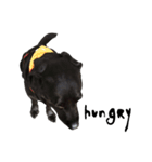 P. Black Labrador2（個別スタンプ：14）