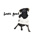 P. Black Labrador2（個別スタンプ：16）