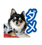 毎日かわいい、レアとマジュとクーとミミ（個別スタンプ：2）