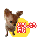 毎日かわいい、レアとマジュとクーとミミ（個別スタンプ：3）