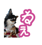 毎日かわいい、レアとマジュとクーとミミ（個別スタンプ：4）