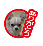 毎日かわいい、レアとマジュとクーとミミ（個別スタンプ：5）