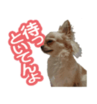 毎日かわいい、レアとマジュとクーとミミ（個別スタンプ：6）