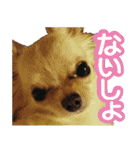 毎日かわいい、レアとマジュとクーとミミ（個別スタンプ：7）