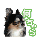 毎日かわいい、レアとマジュとクーとミミ（個別スタンプ：8）