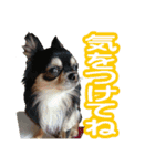 毎日かわいい、レアとマジュとクーとミミ（個別スタンプ：9）