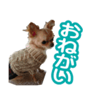 毎日かわいい、レアとマジュとクーとミミ（個別スタンプ：10）