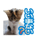毎日かわいい、レアとマジュとクーとミミ（個別スタンプ：11）