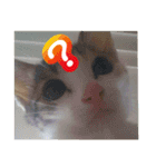 毎日かわいい、レアとマジュとクーとミミ（個別スタンプ：12）