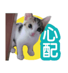 毎日かわいい、レアとマジュとクーとミミ（個別スタンプ：13）