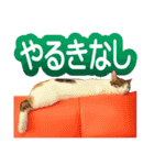 毎日かわいい、レアとマジュとクーとミミ（個別スタンプ：14）