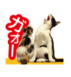 毎日かわいい、レアとマジュとクーとミミ（個別スタンプ：15）