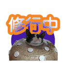 毎日かわいい、レアとマジュとクーとミミ（個別スタンプ：16）