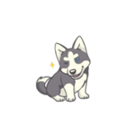 Playful Husky Animated（個別スタンプ：4）