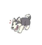 Playful Husky Animated（個別スタンプ：5）