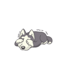 Playful Husky Animated（個別スタンプ：8）