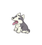 Playful Husky Animated（個別スタンプ：11）