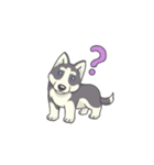 Playful Husky Animated（個別スタンプ：15）