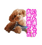 CUTE POODLE CUTE MINIATURE DACHSHUND（個別スタンプ：1）