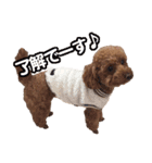 CUTE POODLE CUTE MINIATURE DACHSHUND（個別スタンプ：2）